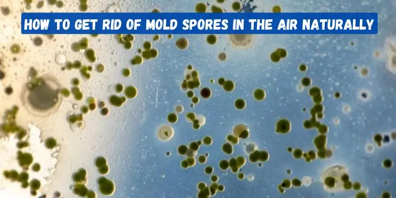 how to get rid of mold spores in the air naturally