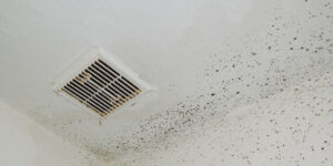 Types of Mold in Air Ducts - United Air Duct Cleaning And Restoration Services