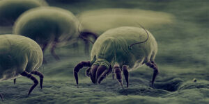 The Truth About Dust Mites - United Air Duct Cleaning and Restoration Services